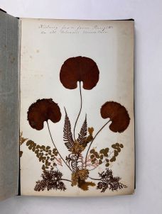 NEW ZEALAND FERN ALBUM