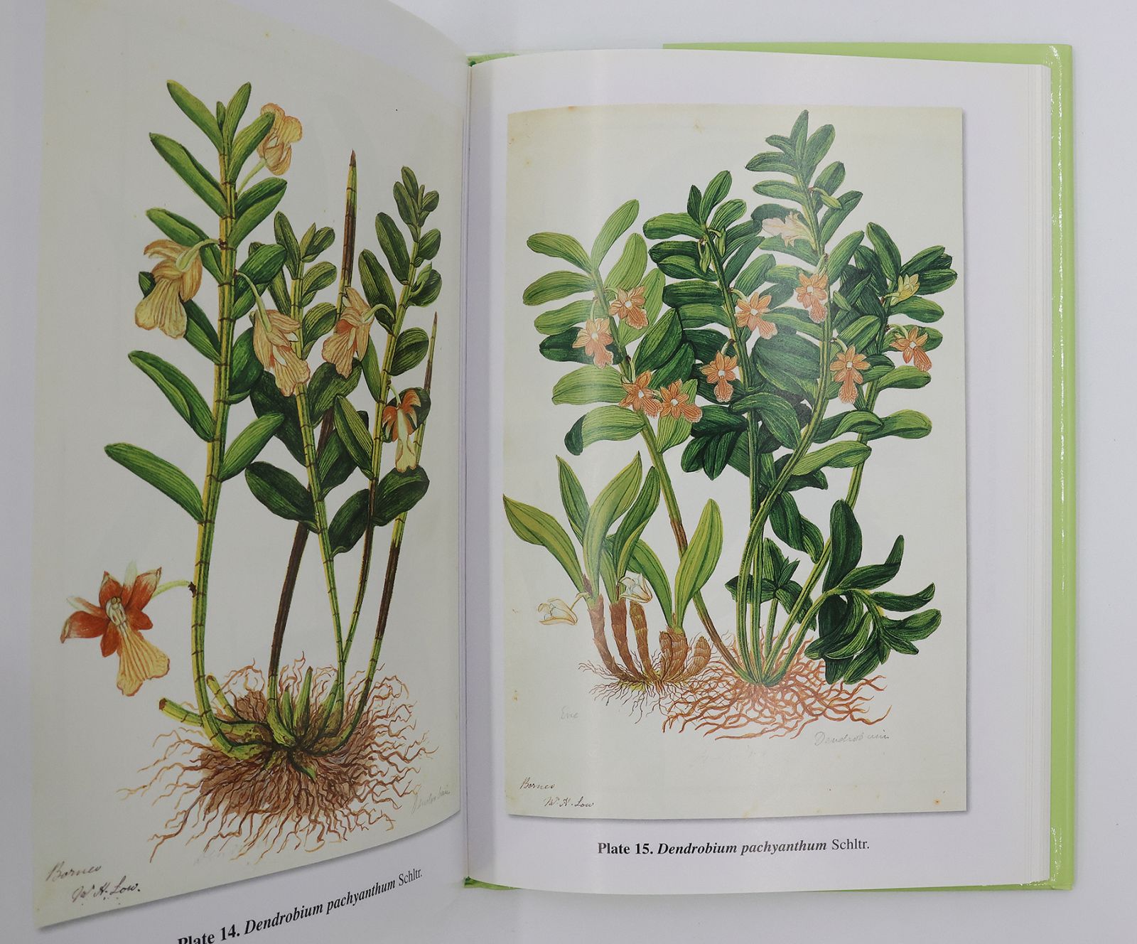 A BOTANIST IN BORNEO: -  image 2