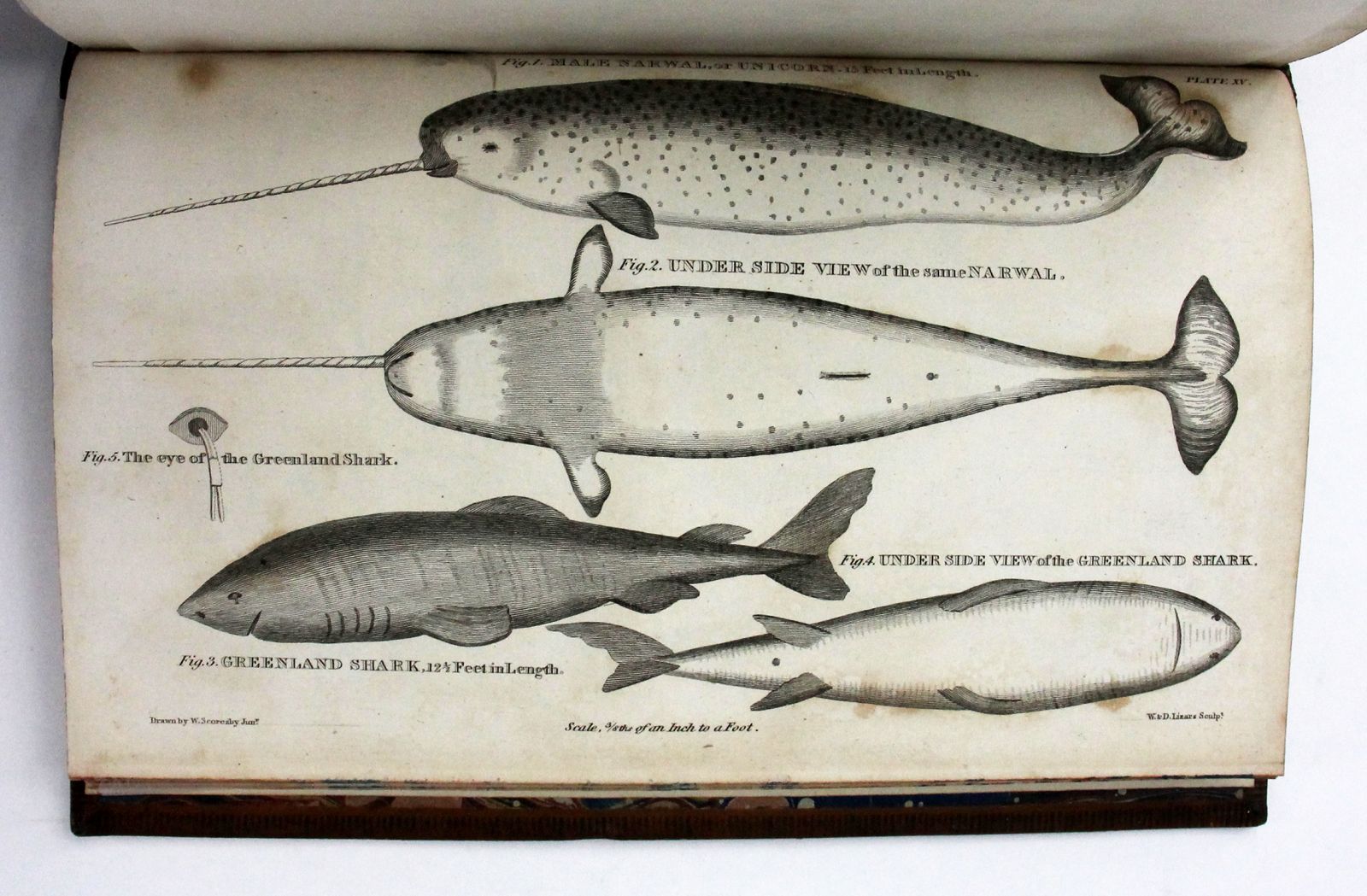 AN ACCOUNT OF THE ARCTIC REGIONS, -  image 10