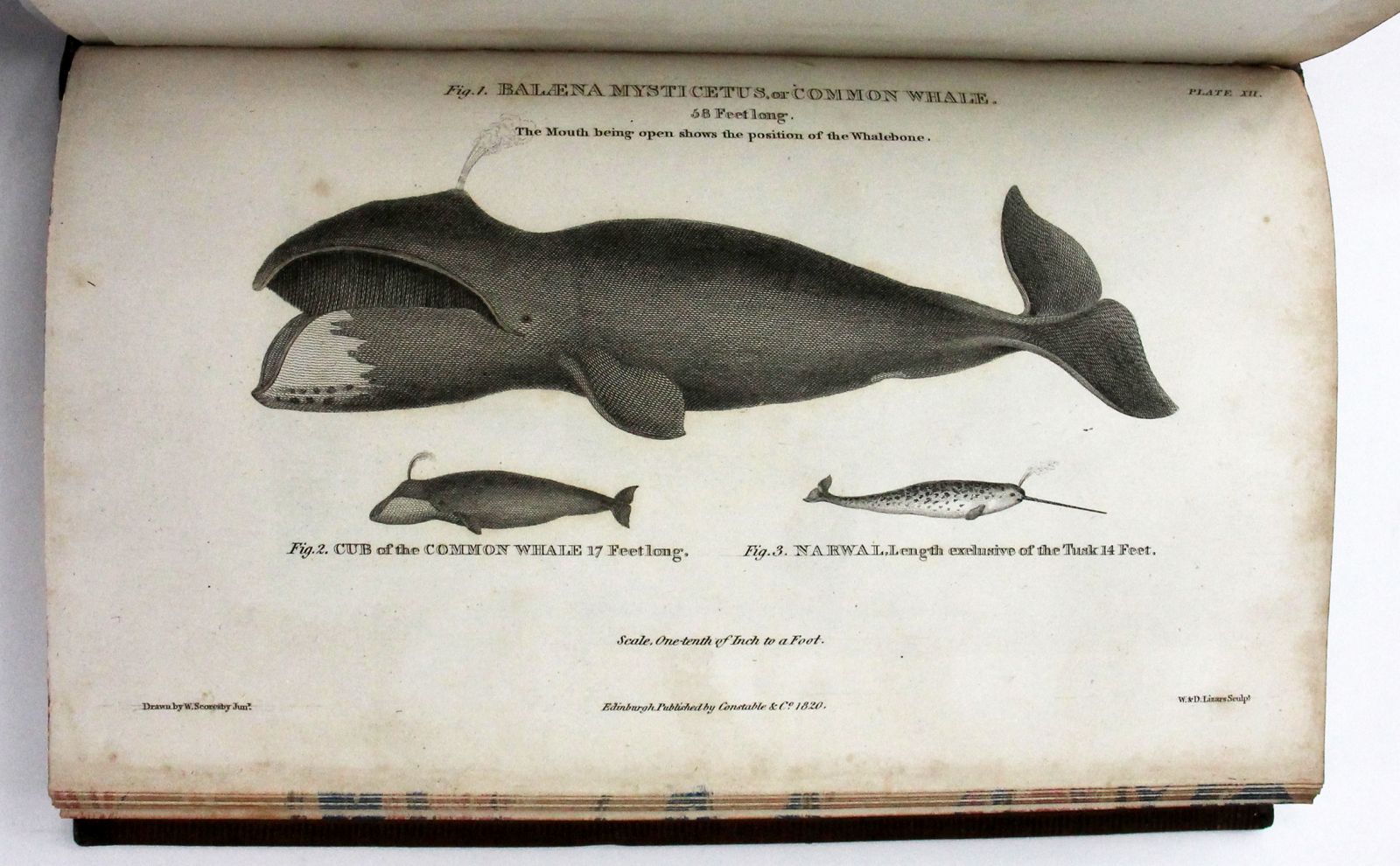 AN ACCOUNT OF THE ARCTIC REGIONS, -  image 9