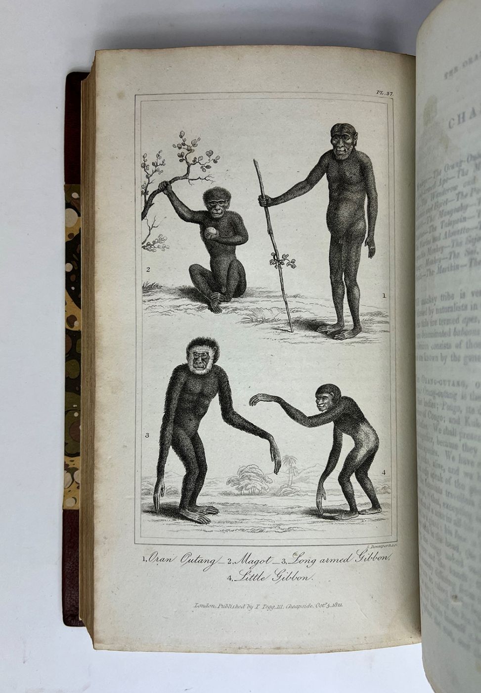 BUFFON'S NATURAL HISTORY ABRIDGED [WITH PROOF PLATES] -  image 7