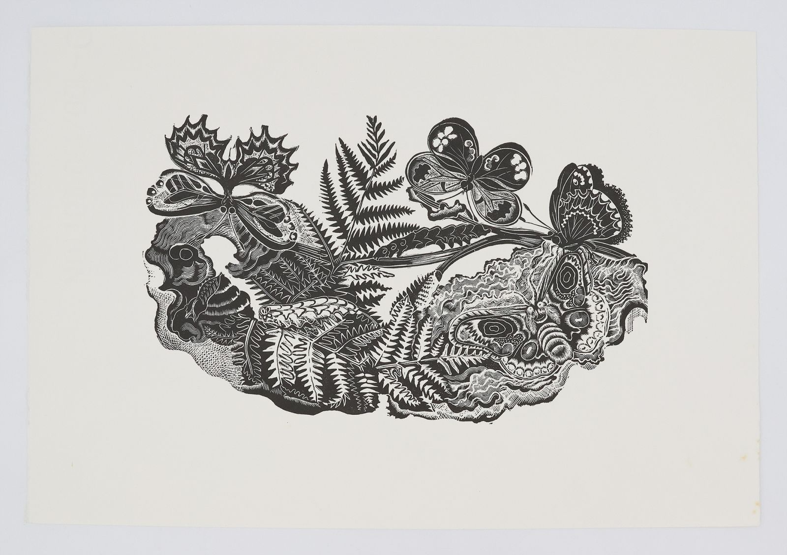 BUTTERFLIES -  image 1