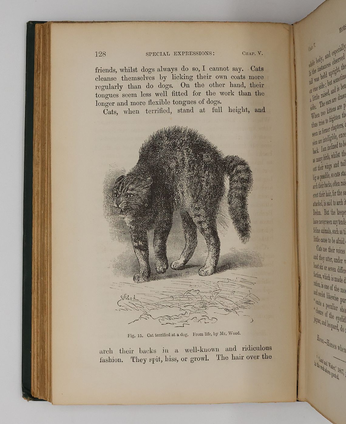 EXPRESSION OF THE EMOTIONS IN MAN AND ANIMALS -  image 5