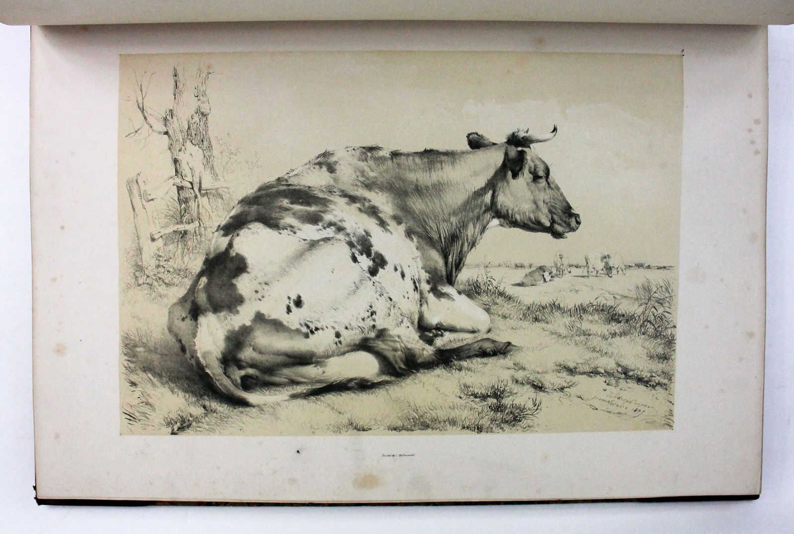 GROUPS OF CATTLE, DRAWN FROM NATURE. -  image 3