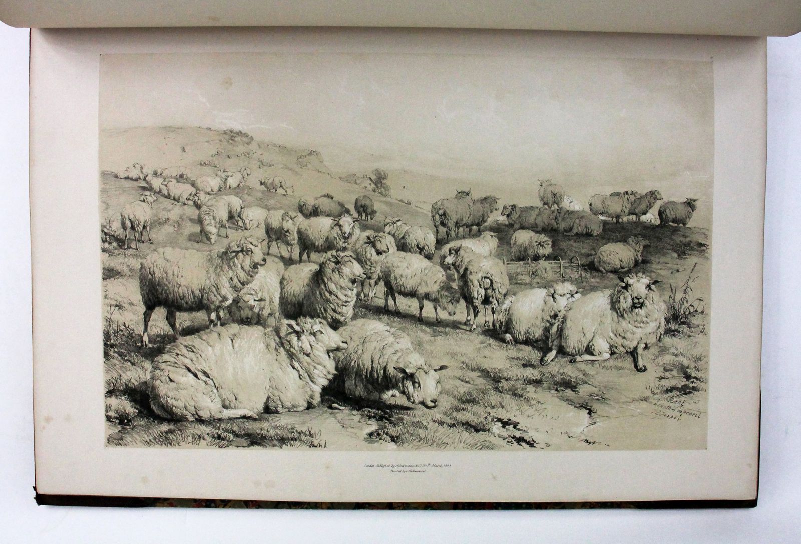 GROUPS OF CATTLE, DRAWN FROM NATURE. -  image 4