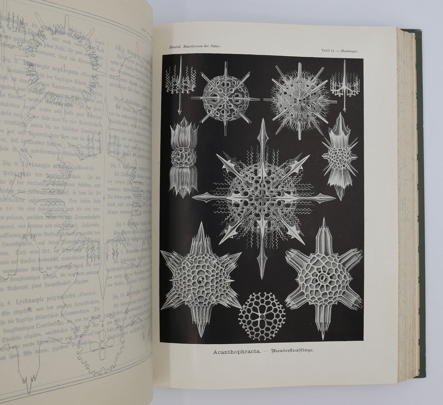 KUNSTFORMEN DER NATUR [ART FORMS IN NATURE] -  image 10