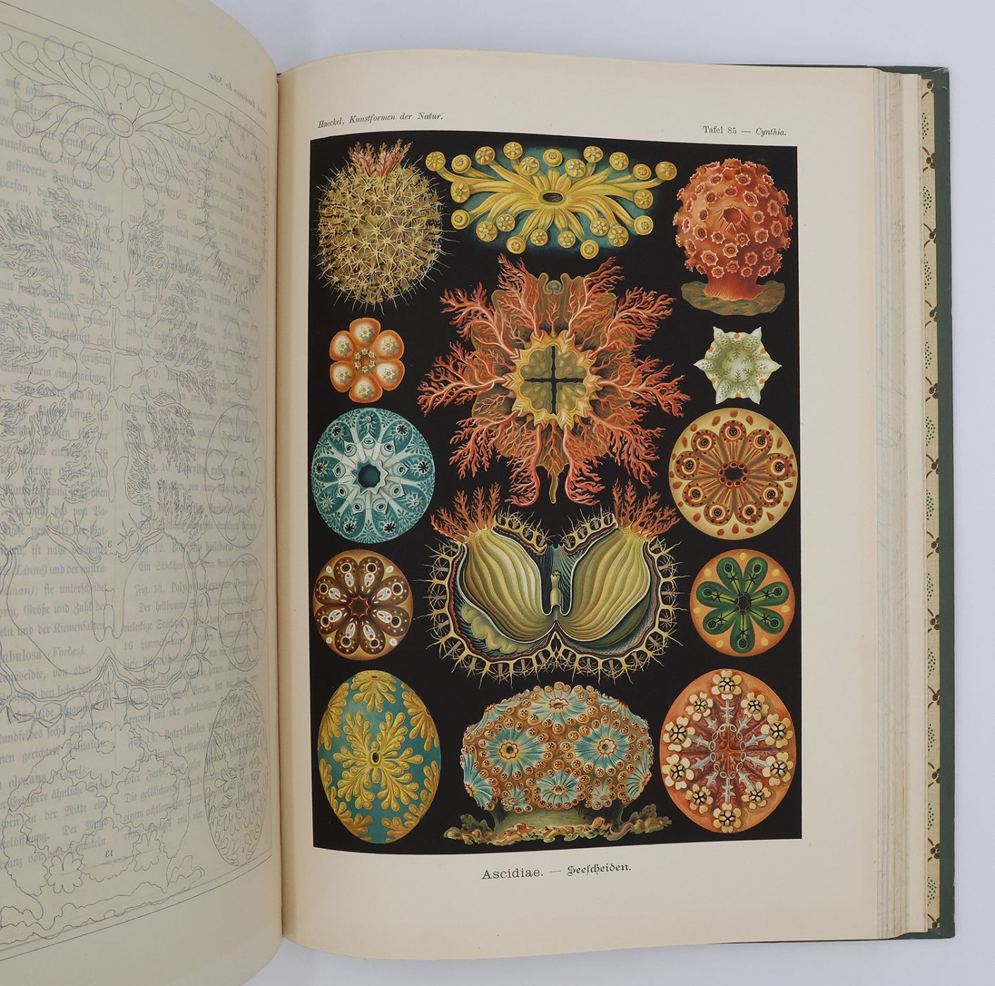 KUNSTFORMEN DER NATUR [ART FORMS IN NATURE] -  image 6