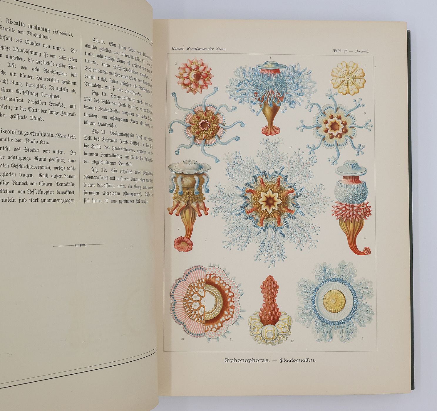 KUNSTFORMEN DER NATUR [ART FORMS IN NATURE] -  image 7