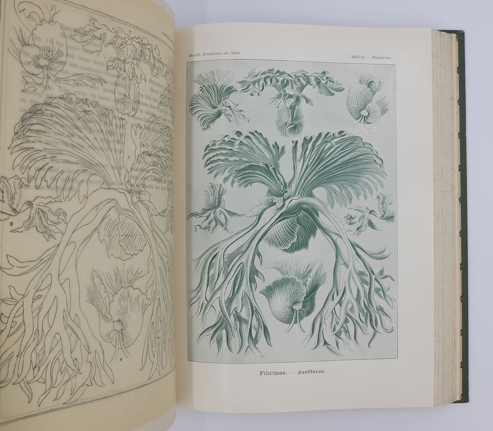 KUNSTFORMEN DER NATUR [ART FORMS IN NATURE] -  image 9