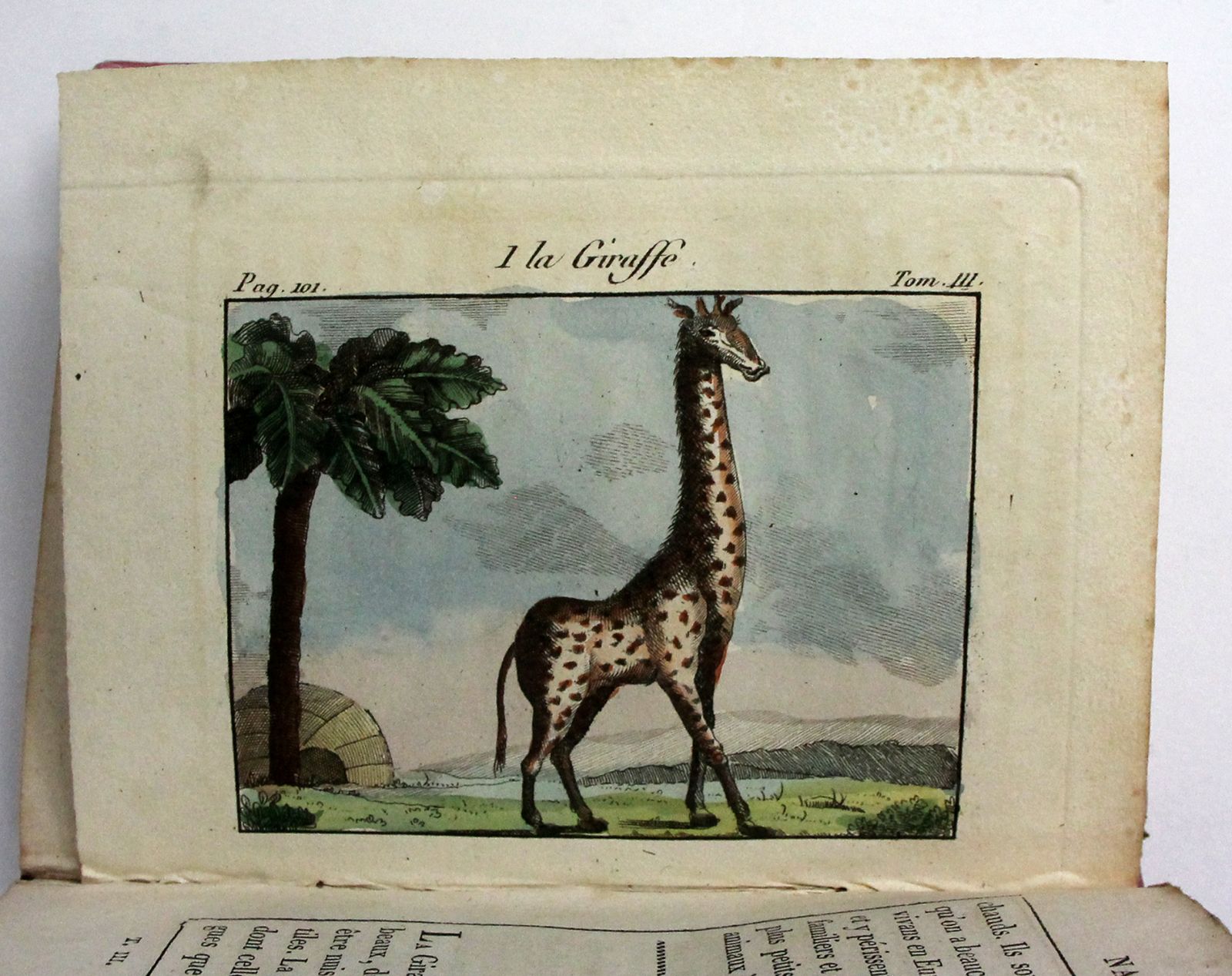LA MNAGERIE ROYALE, -  image 11