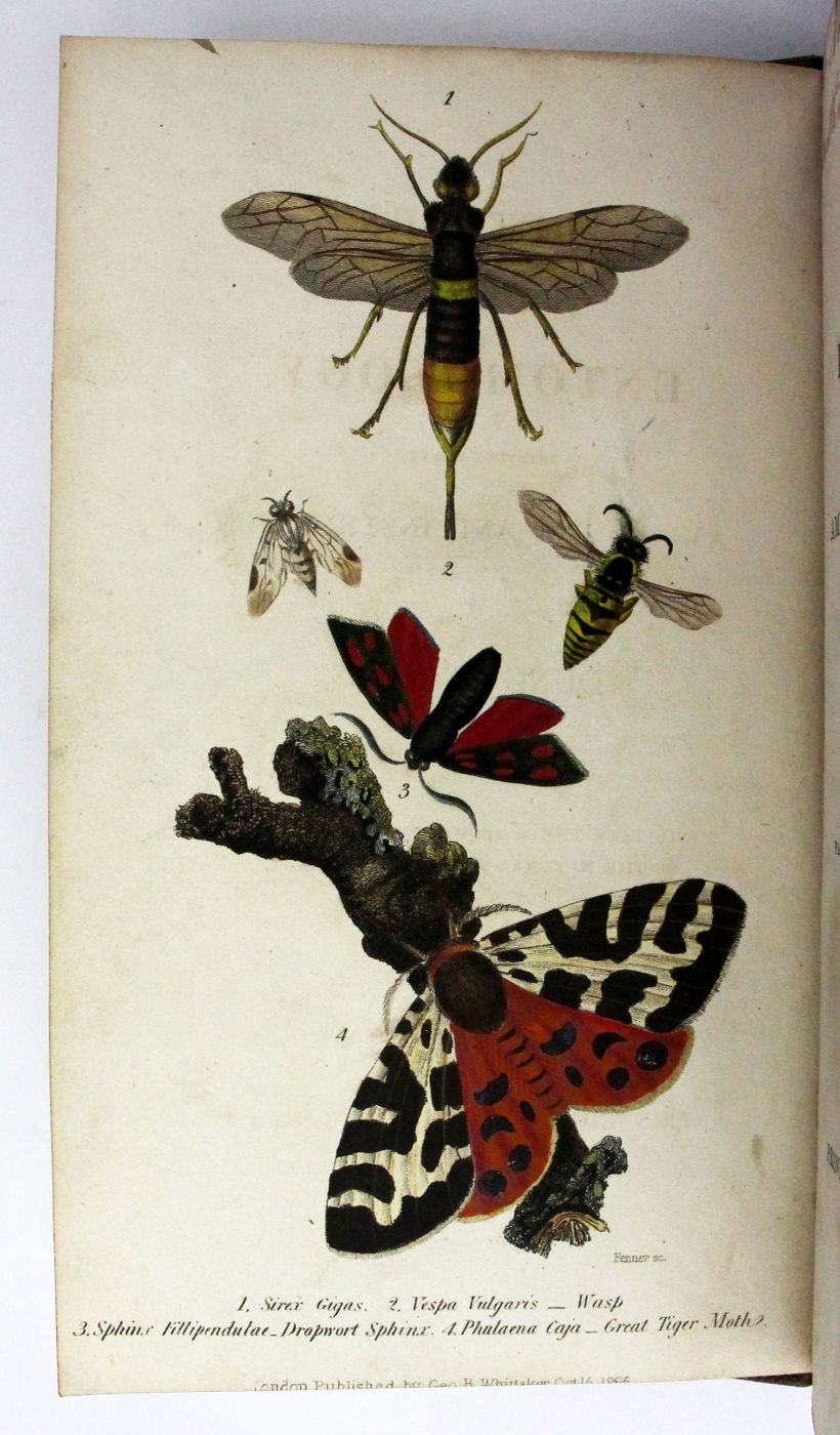 LETTERS ON ENTOMOLOGY, -  image 4