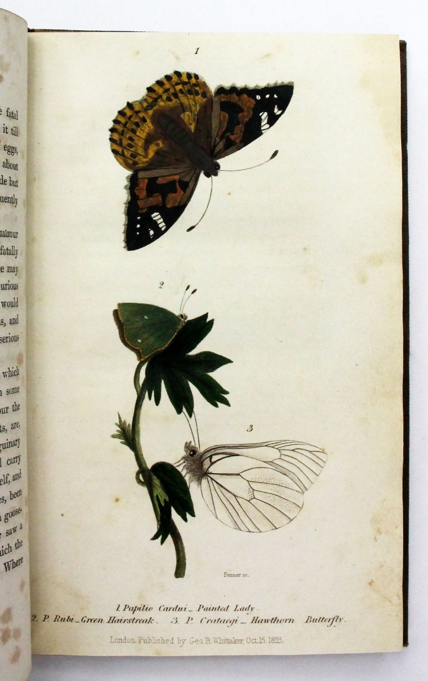 LETTERS ON ENTOMOLOGY, -  image 5