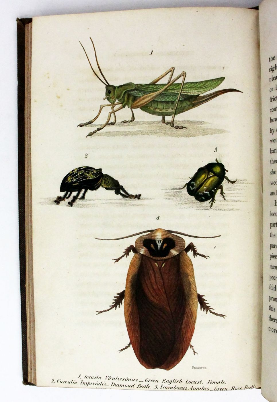 LETTERS ON ENTOMOLOGY, -  image 6