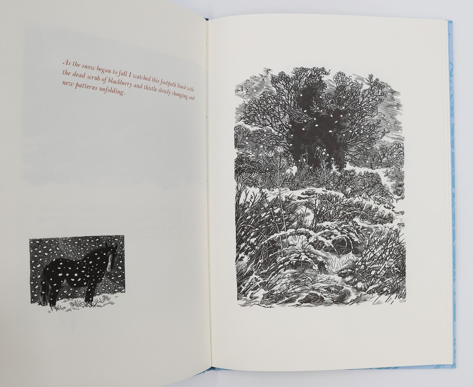 MIDWINTER -  image 5