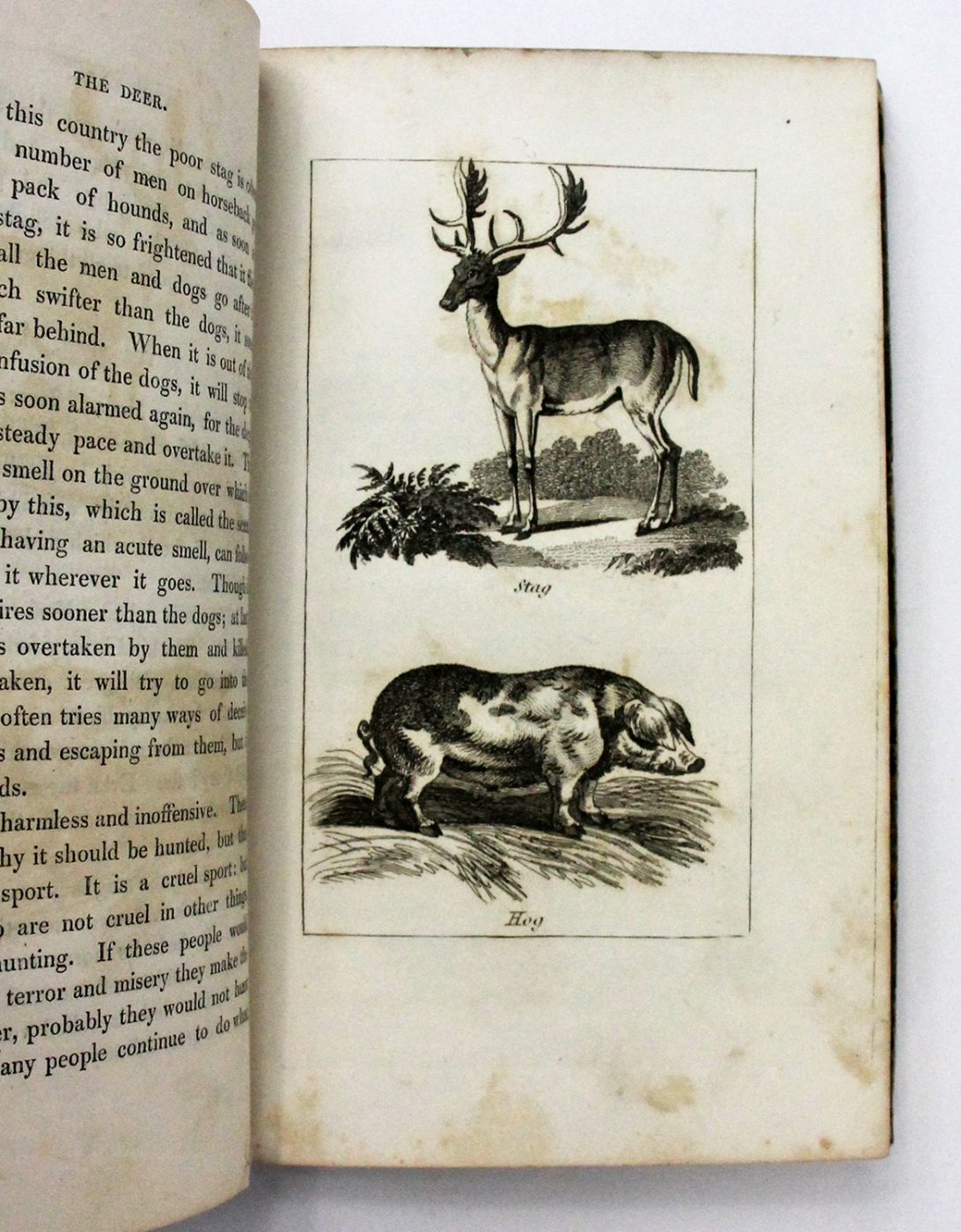 NATURAL HISTORY OF QUADRUPEDS, FOR CHILDREN: -  image 3