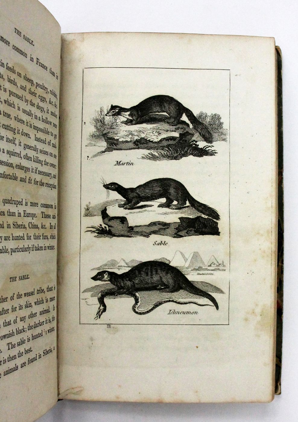 NATURAL HISTORY OF QUADRUPEDS, FOR CHILDREN: -  image 4