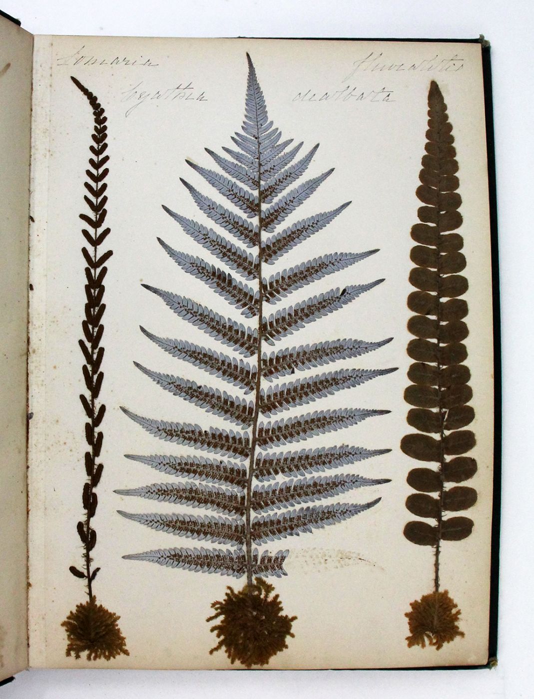 NEW ZEALAND FERNS -  image 2