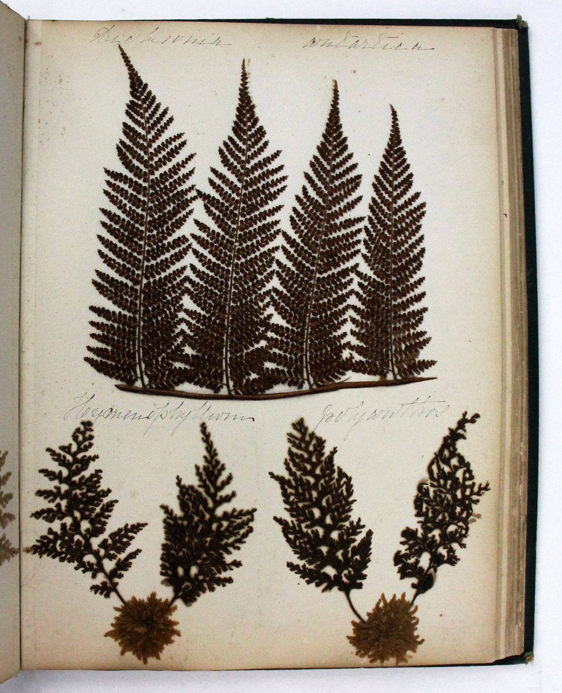 NEW ZEALAND FERNS -  image 3