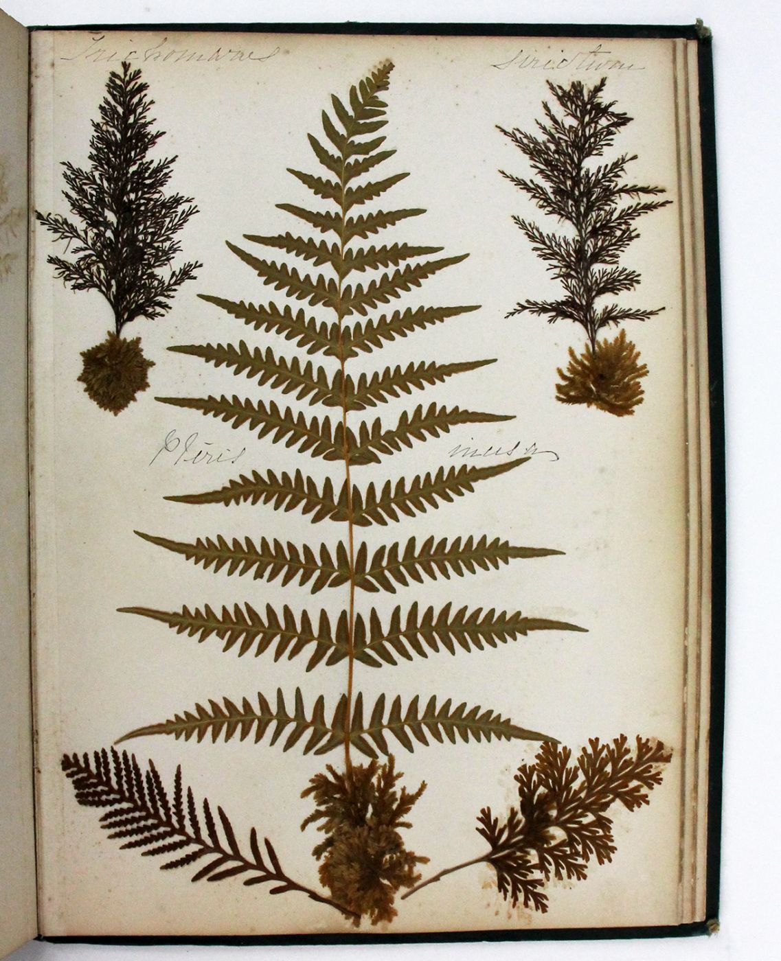 NEW ZEALAND FERNS -  image 4
