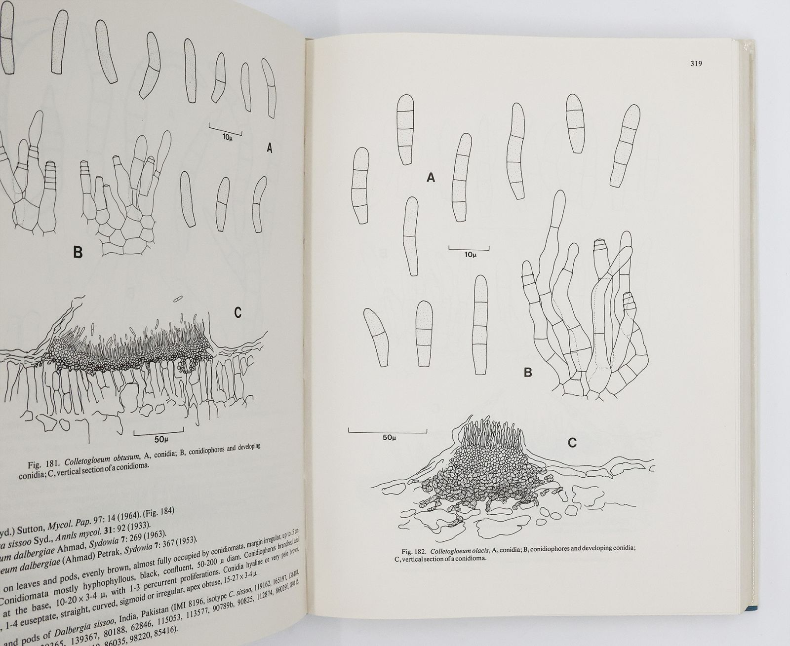 THE COELOMYCETES. -  image 2
