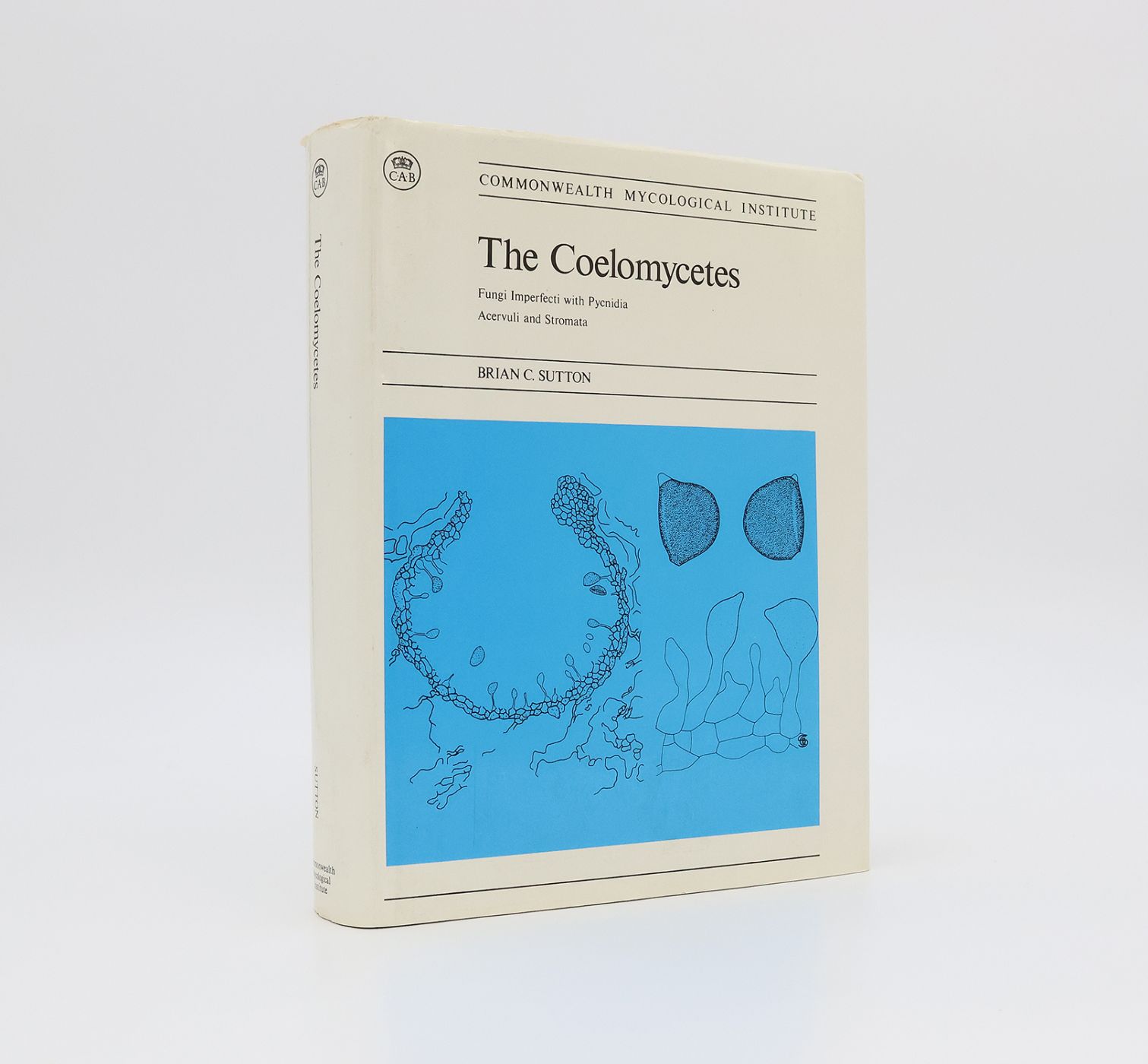 THE COELOMYCETES. -  image 1