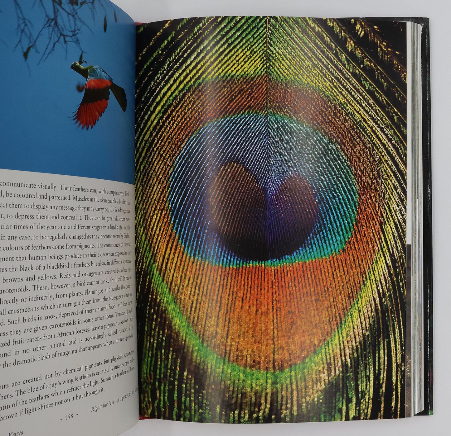 THE LIFE OF BIRDS -  image 3