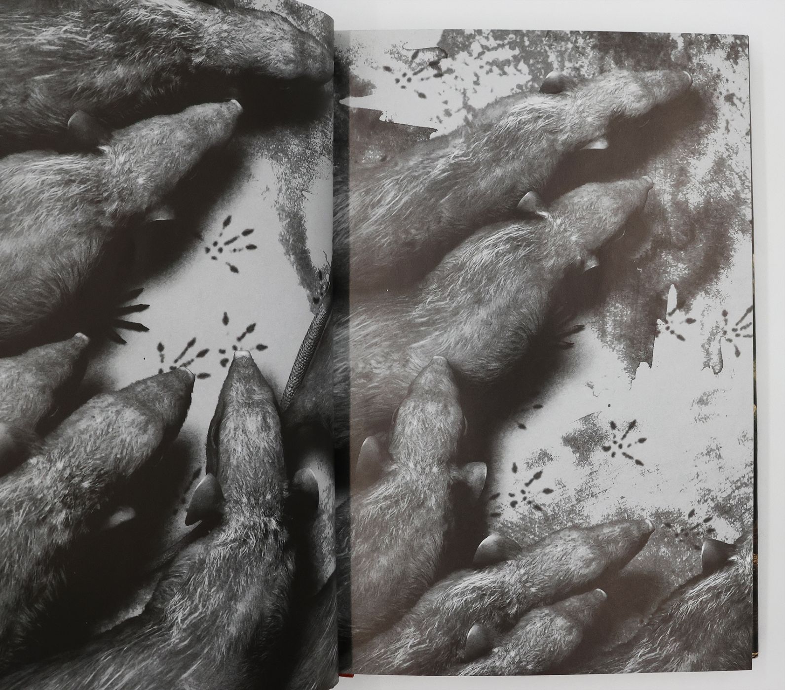 THE RATS TRILOGY: THE RATS, LAIR AND DOMAIN -  image 4