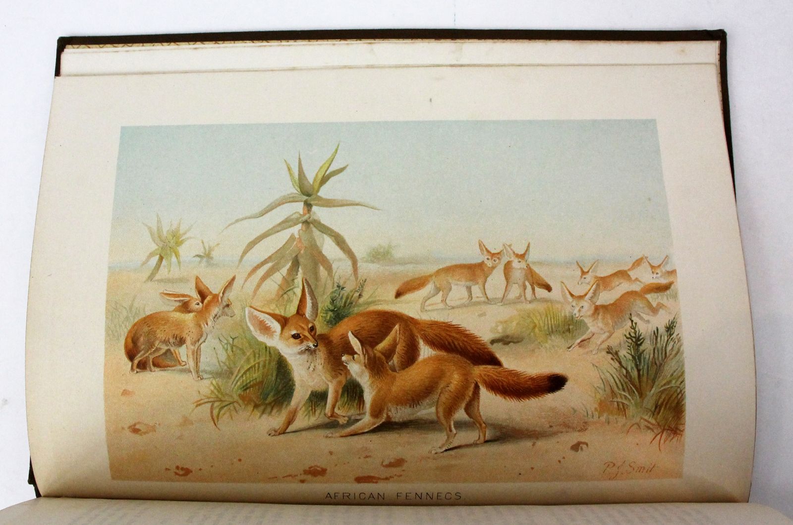 THE ROYAL NATURAL HISTORY -  image 10