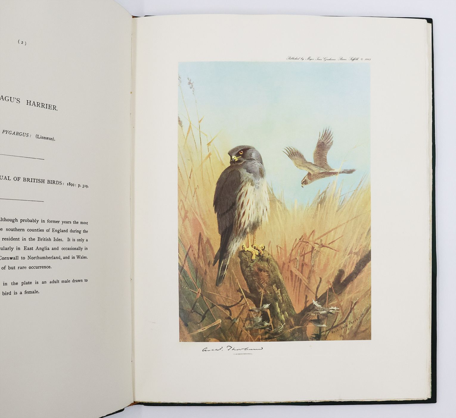 THORBURN'S BIRDS OF PREY. -  image 6