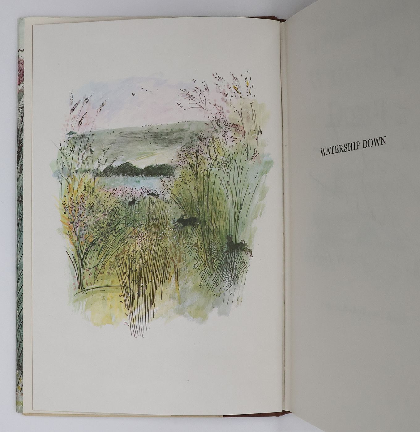 WATERSHIP DOWN -  image 7
