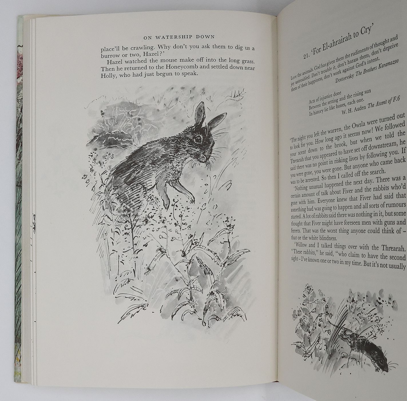 WATERSHIP DOWN -  image 8